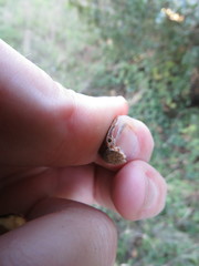 Callirhytis eldoradensis