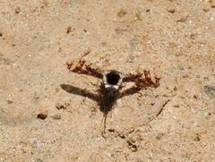Bombylius pulchellus