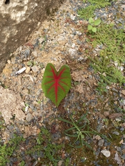 Caladium bicolor