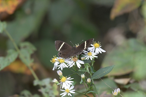 Abisara fylloides