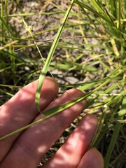 Carex triquetra
