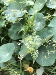 Torilis arvensis arvensis
