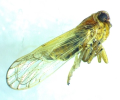 Metadelphax propinqua