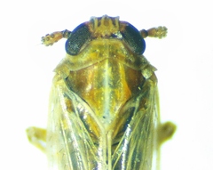 Metadelphax propinqua