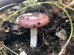 Russula vinacea