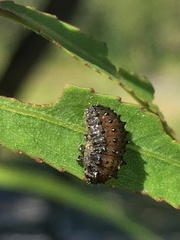 Plagiodera erythroptera