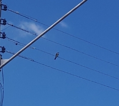 Tyrannus melancholicus