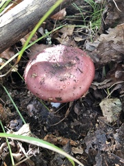 Russula vinacea
