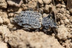 Sysciophthalmus bruchi