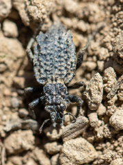 Sysciophthalmus bruchi