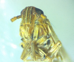 Metadelphax propinqua