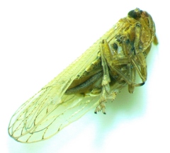 Metadelphax propinqua