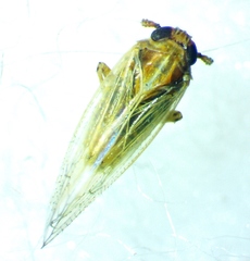 Metadelphax propinqua