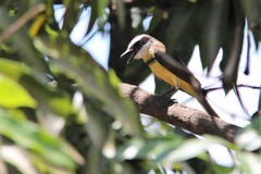 Pitangus sulphuratus