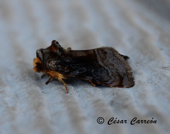 Abrostola microvalis