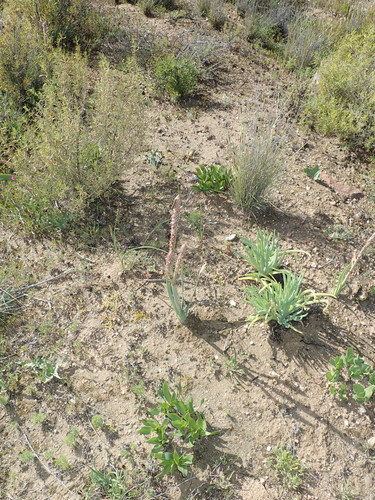 Image of Sabre Capespinach (Trachyandra falcata) by no rights reserved