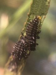 Plagiodera erythroptera