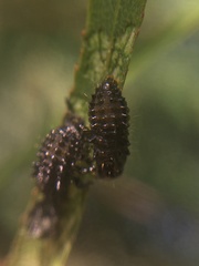 Plagiodera erythroptera