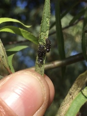 Plagiodera erythroptera