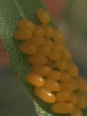 Plagiodera erythroptera