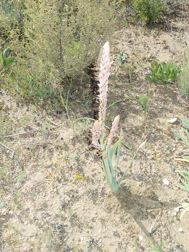 Image of Sabre Capespinach (Trachyandra falcata) by no rights reserved