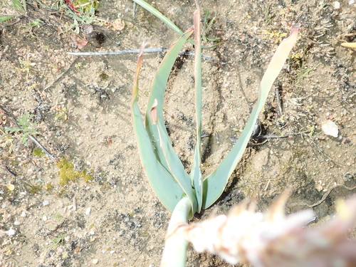 Image of Trachyandra falcata by no rights reserved