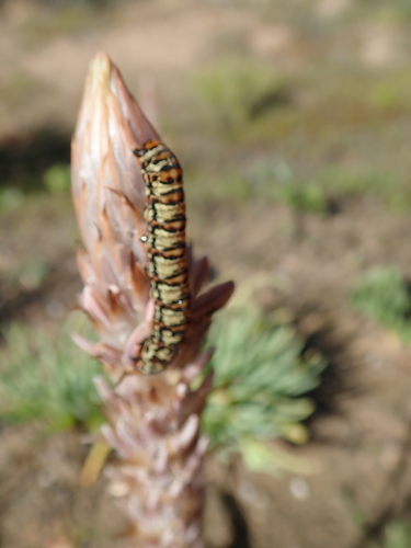 Image of Trachyandra falcata by no rights reserved