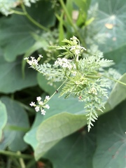 Torilis arvensis arvensis