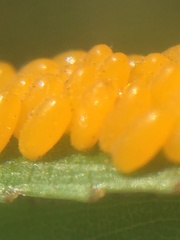 Plagiodera erythroptera