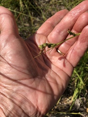 Carex triquetra