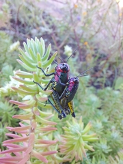 Aztecacris
