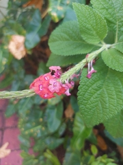 Stachytarpheta mutabilis