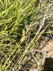 Carex triquetra