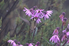 Oxypogon stuebelii