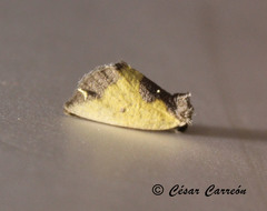 Stiria satana