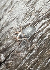 Dermestes maculatus