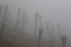 Espeletia hartwegiana