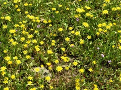 Leontodon saxatilis saxatilis