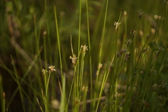 Eleocharis tenuis