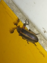 Polytomus marginatus