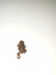 Uperodon taprobanicus