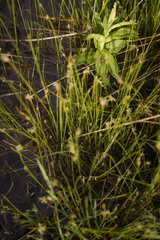 Eleocharis tenuis