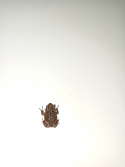 Uperodon taprobanicus