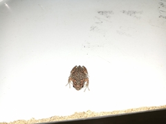 Uperodon taprobanicus