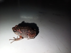 Uperodon taprobanicus