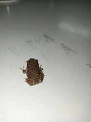 Uperodon taprobanicus