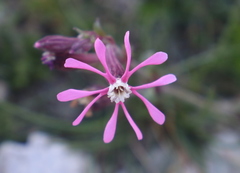 Silene kemoniana