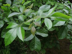Melioides