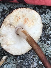 Leucoagaricus croceovelutinus