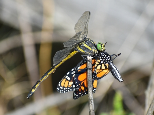 Monarch photographed in Arkansas